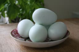 farm_to_table_eggs_duck.webp